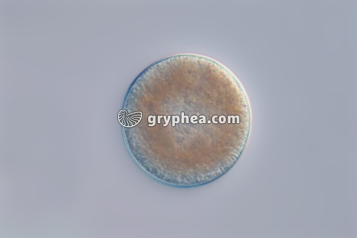 Ovule de Moule (Mytilus edulis) x125 - gryphea.org